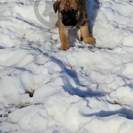Cane Corso Puppies from Overwatch Kennels