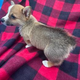 Red boy - Red male Pembroke Welsh Corgi puppy in Vineland, New Jersey from Corgis at the Jersey Shore/Frenchie Connection