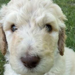 Bennett - Cream Poodle puppy in Hubertus, Wisconsin from Jessica's Poodles