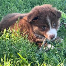 Belle - Red tri female Miniature Australian Shepherd puppy in Tecumseh, Oklahoma from Ashley's Aussies, LLC