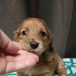 Willow - Dapple female Dachshund puppy in Pasco, Washington from G & G Kennel