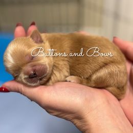 Girl 1 - Gold female Shih Tzu puppy in Texarkana, Texas from Buttons and Bows AKC Shih Tzu’s