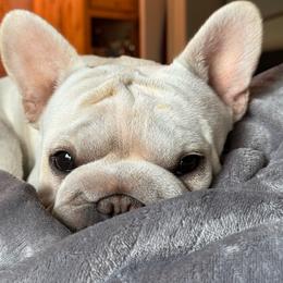Mellow - French Bulldog