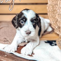 Elijah - Chocolate male Australian Labradoodle puppy in Decatur, Alabama from Southern Meadows Doodles