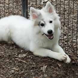 Pomsky Puppies from Idaho Pomsky