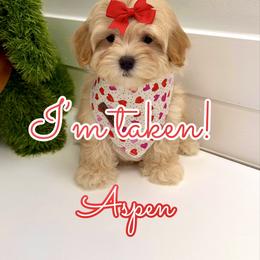 Aspen - Apricot female Maltipoo puppy in Buford, Georgia from Petite Posh Puppies