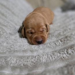 Boy 10 - Yellow male Labrador Retriever puppy in Grand Rivers, Kentucky from Big Water Dreams Retrievers