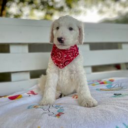 Sheepadoodle Puppies from Pawsome Doodle Haven