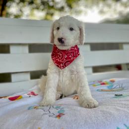 Sheepadoodle Puppies from Pawsome Doodle Haven