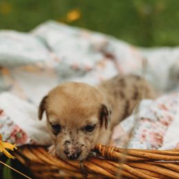American Corgi and Pembroke Welsh Corgi Puppies from Dollhouse Farm
