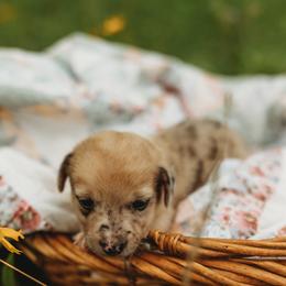 American Corgi and Pembroke Welsh Corgi Puppies from Dollhouse Farm