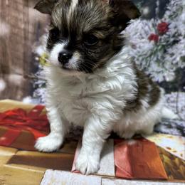 Buddy - Sable spotted white male Chihuahua puppy in Palmyra, Indiana from Country Star Chihuahuas