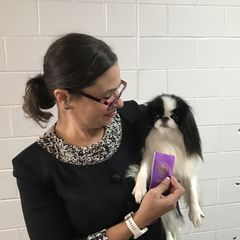 Blanche - Japanese Chin