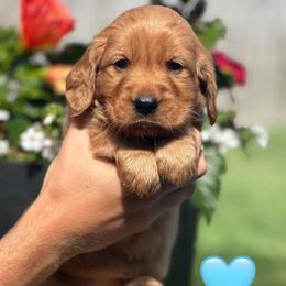 Turquoise - Dark golden female Golden Retriever puppy in Calistoga, California from Willow’s AKC Golden Retrievers