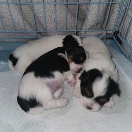Biewer Terrier puppies from Donna's Biewer Terriers