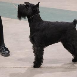 Cane Corso and Standard Schnauzers from Sarama
