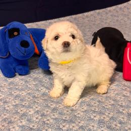 Maggi-yellow collar - White female Bichon Frise puppy in East Carondelet, (St Louis Metropolitan Area), Illinois from BichonSTL