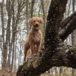 Goldendoodles from Glitzy Goldendoodles