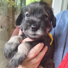 Vanilia - Emilia - yellow collar - NATURAL girl - Pepper and salt female Standard Schnauzer puppy in Mamaroneck, New York from Harbor Hill Standard Schnauzers