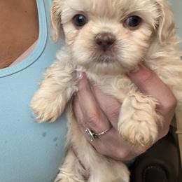 Glinda - Cream and white female Shih Tzu puppy in Manahawkin, New Jersey from Lilly’s Seashore Shih Tzus