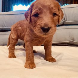 Goldendoodle Puppies from Doodles by Dana