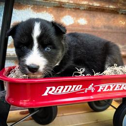 Ava - Black and white female Siberian Husky puppy in Union Grove, Alabama from Southern Siberian Life