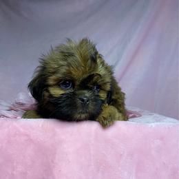 Sugar girl 2 - Brindle female Shih Tzu puppy in Zeigler, Illinois from Dandy Little  Shih Tzu, Shih Poo's and Toy Poodles