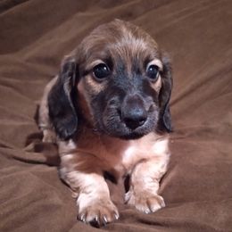 Dachshunds from Nashlyn's Dachshunds