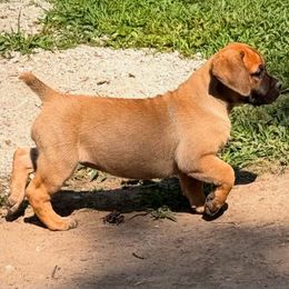 Red Collar - Reddish brown female Boerboel puppy in Manitowoc, Wisconsin from Mae Boerboel