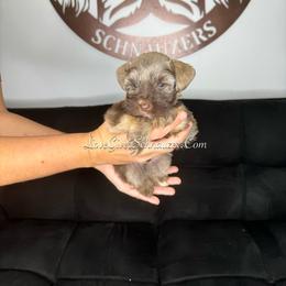 Miniature Schnauzer Puppies from Love Giver Schnauzers