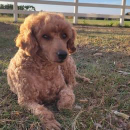 Peaches - Poodle