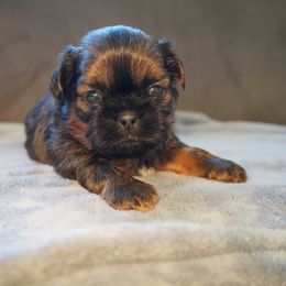 Shih Tzu All Grown Up from LiL SHiHTZ