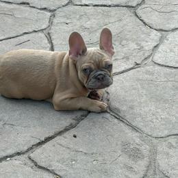 Alfredo has OFA Parents - Fawn male French Bulldog puppy in Billings, Montana from Yellowstone Frenchies