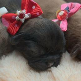 Francesca (Red) - Sable female Shih Tzu puppy in Richmond, Texas from Aleka Shih Tzu