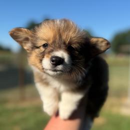 Jinx - Fluffy - Red male Pembroke Welsh Corgi puppy in Anderson, California from Flying K Corgis