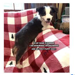 Donner - Black tri-color male Australian Shepherd puppy in Bethany, Connecticut from Wynter Thyme Manor Australian shepherds