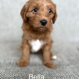 Bella - Red female Cavapoo puppy in Aiken, South Carolina from Cavapoos of the Carolinas