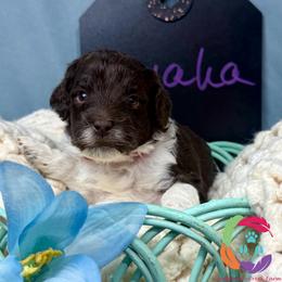 Omaha - Parti female Labradoodle puppy in Bowman, Georgia from Companion Creek Farm