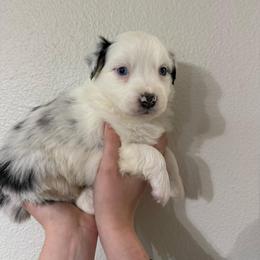 Harmony - Blue merle female Australian Shepherd puppy in Weeki Wachee, Florida from Ace of Spades Australian Shepherds