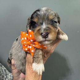 Orange - Blue merle male Bernedoodle puppy in Petersburg, Michigan from Brittany’s Mini Bernedoodles