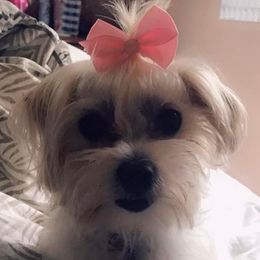 Sophie - Morkie