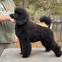Maybe - Poodle