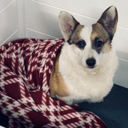 Oakley - Sable female Pembroke Welsh Corgi puppy in Bloomfield, Iowa from Seven B Corgis & Doxies