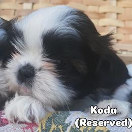 Koda - Black and white female Shih Tzu puppy in Jasper, Georgia from Tiny Bubbles Shih Tzus