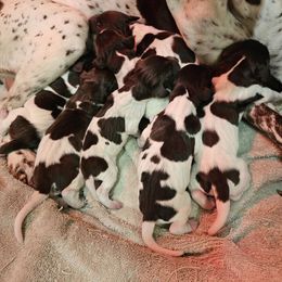 Girl 1 - Liver and white female German Shorthaired Pointer puppy in Henderson, Texas from C4 Gun Dogs