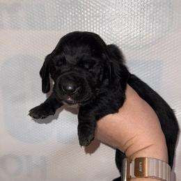 Zira - Black and white female Basset Hound puppy in Leroy, Michigan from Iron Sentry Farms