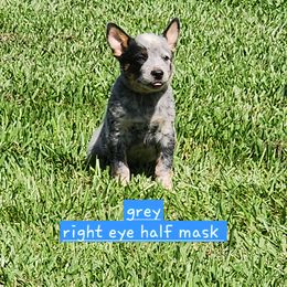 Grey collar - Blue mottled male Australian Cattle Dog puppy in Smyrna, South Carolina from Wood Haven Farm of SC