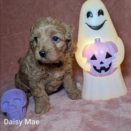 Daisy Mae - Red female Cockapoo puppy in Sunset, Louisiana from Cano Cockapoos