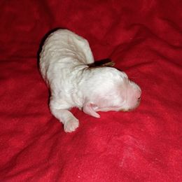 Sugarplum - Blenheim female Cavapoo puppy in Spanish Fork, Utah from Sugar Doodles Pups