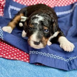 Blue - Tri-color male Bernedoodle puppy in Hesperia, Michigan from Red Acres Poodles & Doodles